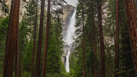 Falls And Pine Trees Wallpaper Landscape Waterfall Forest Hd