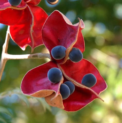 Exotic Black Pearl Tree Mgambo Rare Majidea Zanguebarica 5 Seeds