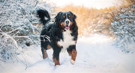Mountain Dog Breeds 10 Amazing Breeds Who Live On Top Of