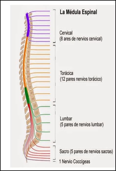 Que Es La Medula Espinal