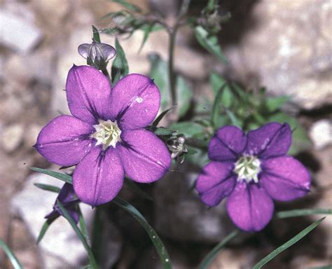 Your favorite blooms — from roses and peonies to lilies and daisies — send specific messages. List of Flower Names | HubPages