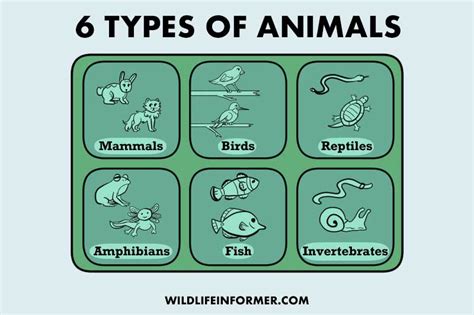 The 6 Types Of Animals Examples With Pictures Wildlife Informer