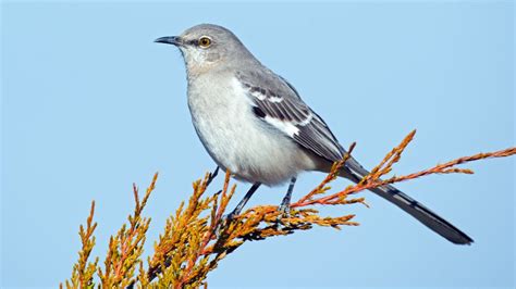 Mockingbird Types And Facts Songbirdhub