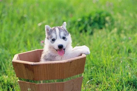 You may pay significantly more for a puppy from a championship show line or a puppy that comes with future breeding rights. Siberian Husky Puppies - DogTime
