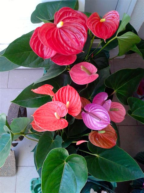 Anthurium Andraeanum Also Known As Tail Flower Variegated Plants