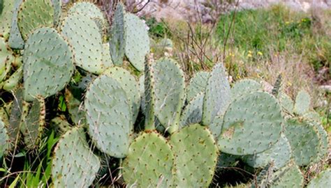 How are cacti adapted to the desert? Physical & Behavioral Adaptations of Plants & Animals ...