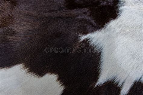 Brown Cow Skin Coat With Fur Black White And Brown Spots Stock Image