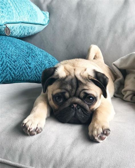 In the 1500s dutch traders brought most pugs are good with children and happy to be either the sole fur child or live with canine companions. Pug life! in 2020 | Pugs funny, Cute pugs, Cute pug puppies