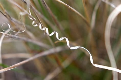 Grass Corkscrew Jeremy Hiebert Flickr