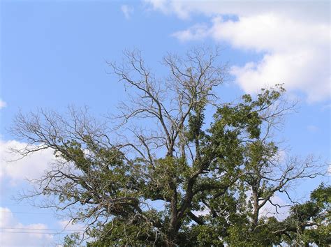 Tree Care For Drought Stressed Trees Certified Arborist Arbor Vitae