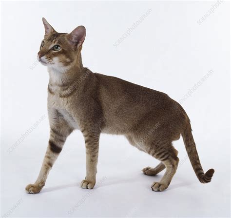 Chocolate Ticked Tabby Oriental Shorthair Cat Stock Image C0538834