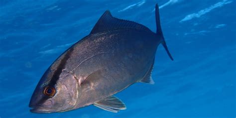 Greater Amberjack Characteristics Habitat Cultivation And More