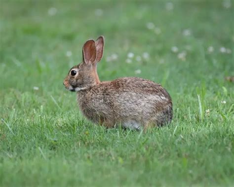 Eastern Cottontail Facts Diet Habitat And Pictures On Animaliabio