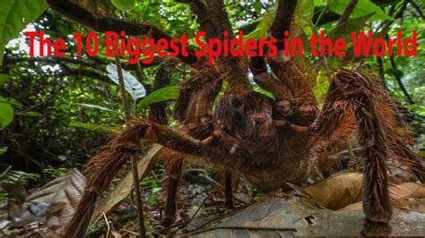 The 10 Biggest Spiders In The World Youtube