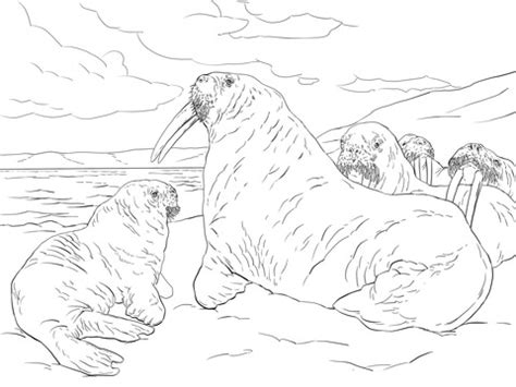 Click on the coloring page to open in a new window and print. Walrus Family coloring page | Super Coloring