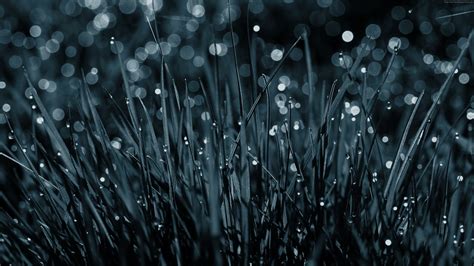 Dew Drops On Grass 4k Wallpaper 4k