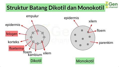 struktur dikotil dan monokotil