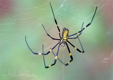 Jorō Spider Invasion William Wise Photography