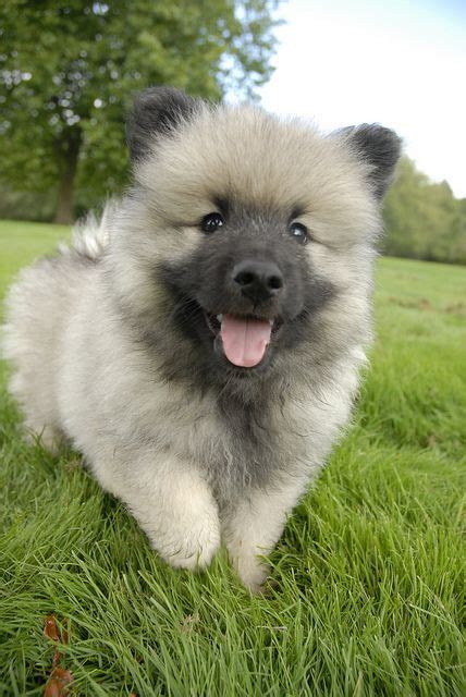 Keeshond Puppies Maybe My Favorite Keeshond Puppy Keeshond Dog
