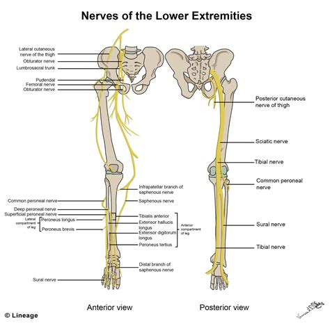 Lower Limb Muscles Lower Extremity Nerve Anatomy