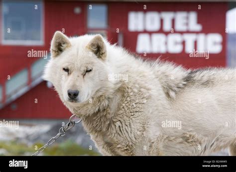 Sled Dog Husky In Ilulissat On Greenland Ilulissat Is A Unesco World