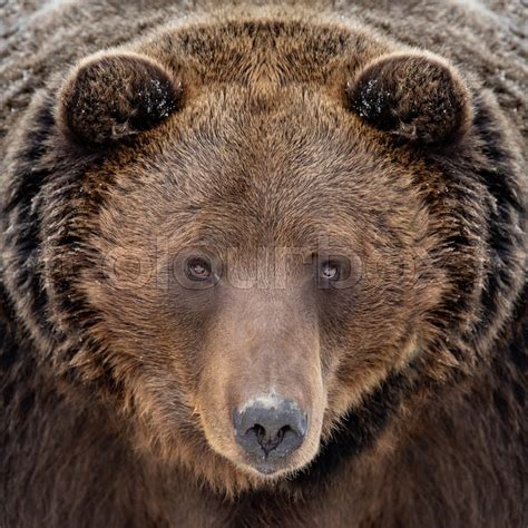 Close Up Brown Bear Portrait Stock Image Colourbox