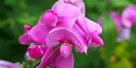 Great savings & free delivery / collection on many items. The Best Climbing Plants for your Garden Fence or Wall ...