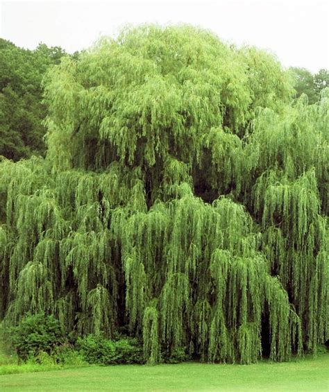 4 Weeping Willow Tree Cuttings Etsy