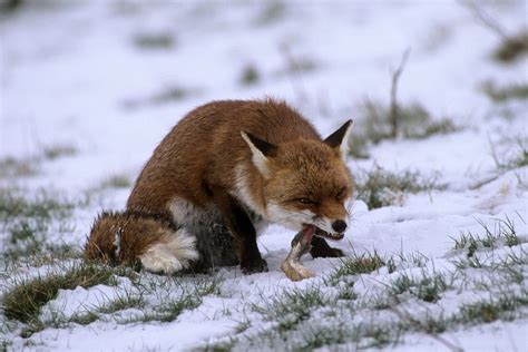 Pictures Of Foxes Eating Rabbits And Mice Animals Eating Animals