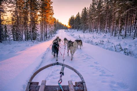 Your Guide To Dog Sledding In Telluride Colorado