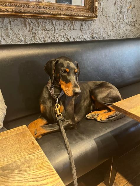 Being Just The Best Of All The Girls In The Pub Dobermanpinscher