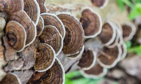 Wood Fungus Treatment Gregory Pest Solutions