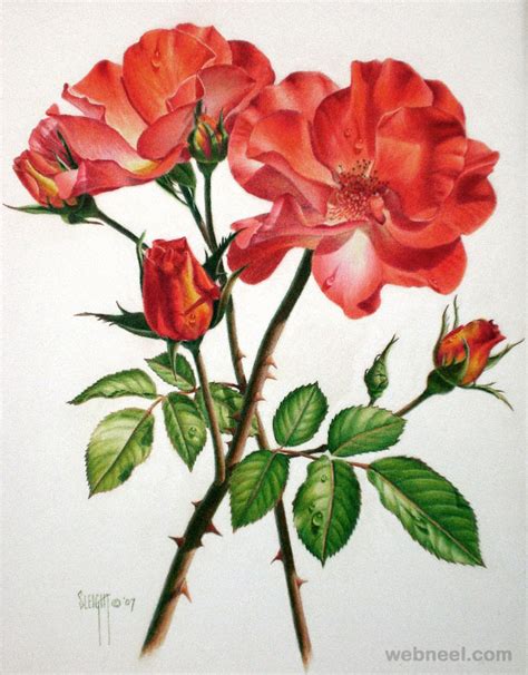 25 Beautiful Rose Drawings And Paintings For Your Inspiration