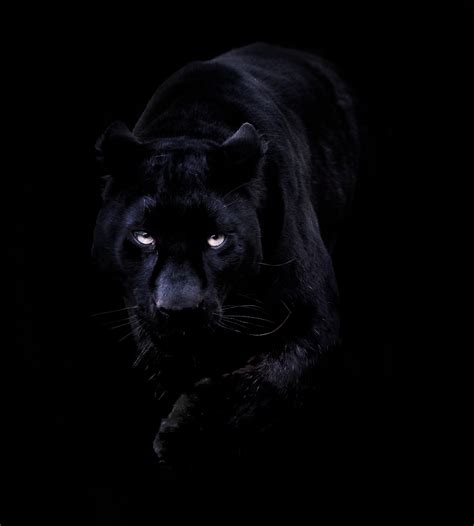 Black Leopard Wallpaper Wallpapersafari