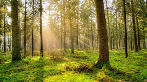 Earth Sunbeam Forest Moss Pine Tree Hd Wallpaper Peakpx