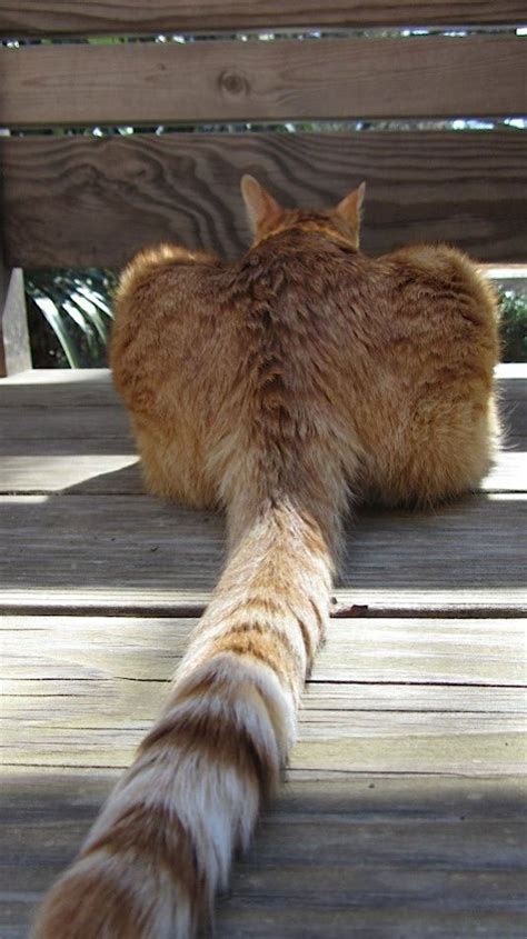 10 Amazing Cats With The Longest Tails Viral Cats Blog