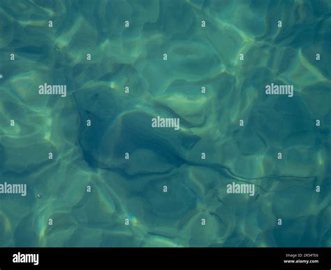 A Stingray Floating Majestically In The Clear Blue Green Water Of The