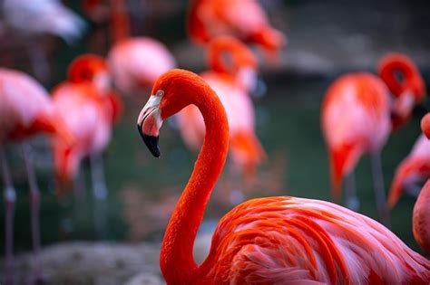 Premium Photo American Flamingo Flamingos Beauty Birds Group Of Flamingos