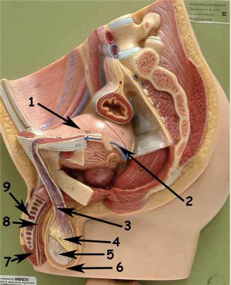 Male Reproductive Anatomy Sagittal Section Diagram Quizlet The Best