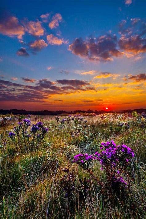 Sunset Over A Field Of Wildflowers Natural Landmarks Great Basin