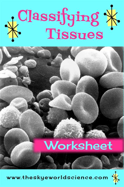 Classifying Tissues Worksheet Tissue Anatomy And Physiology