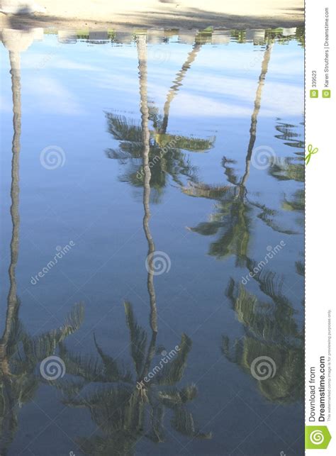 Reflections Of Palm Trees Stock Image Image Of Tropics 339523
