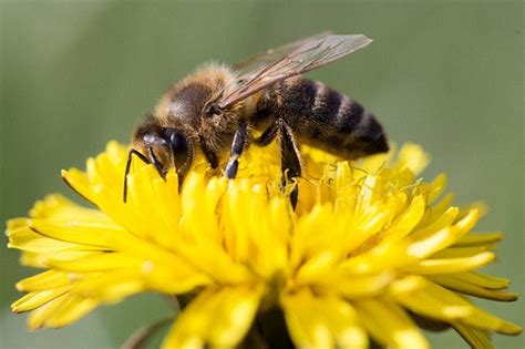Hair Spacing Keeps Honeybees Clean During Pollination Syrian Times