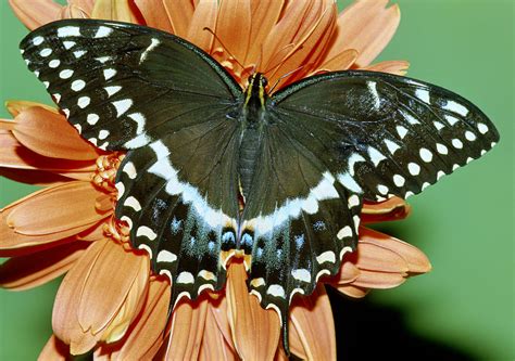 Eastern Black Swallowtail Butterfly Photograph By Millard H Sharp Pixels