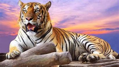 Tiger Tigers Wallpapers Resolution Animals Amazing Wallpapertag