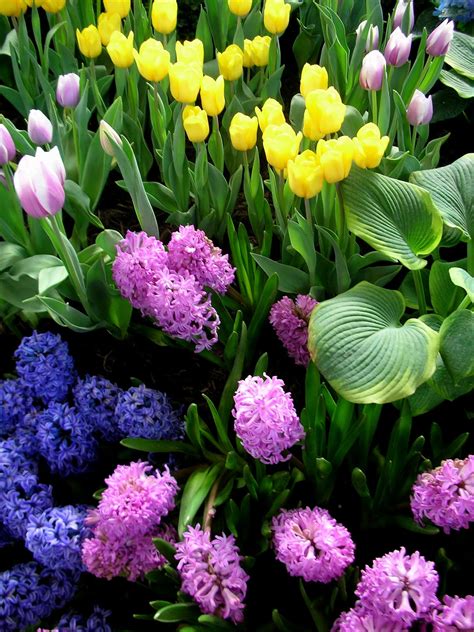 Garden Thyme With The Creative Gardener Planting Bulbs For Spring Color