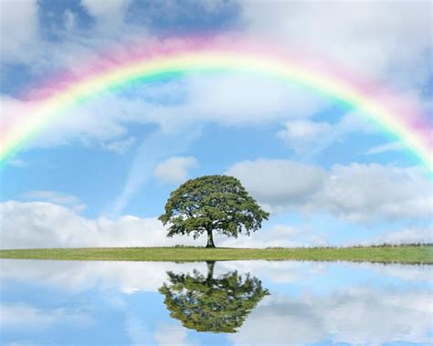 720p Free Download Beautiful Rainbow Tree Nature Rainbow Sky Hd