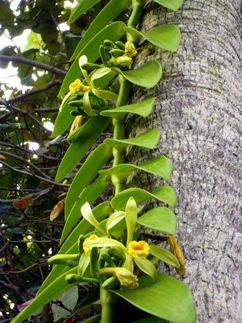 Two vanilla beans from side. Blooming April - Sanibel Moorings