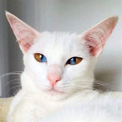 This Kitten Has Half Brown And Half Blue Eyes Due To A Rare Genetic
