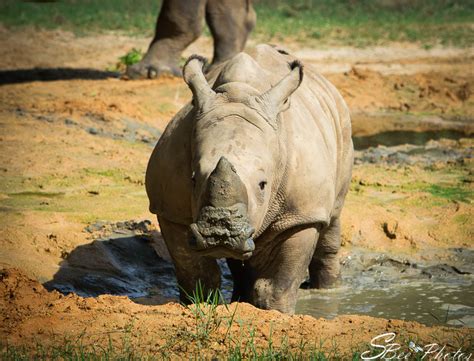 Baby White Rhino Sbee Photos